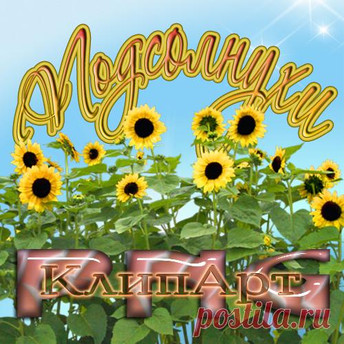 Клипарт PNG - Подсолнухи