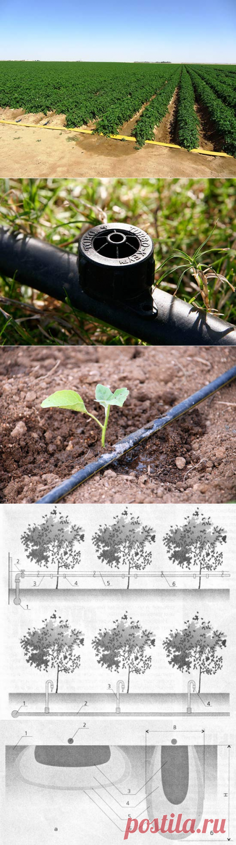 Внедряем капельное орошение на даче - Good-Tips.Pro - Полезный журнал