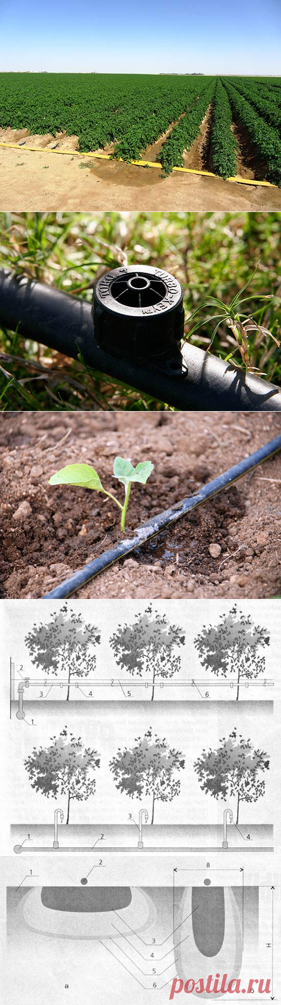 Внедряем капельное орошение на даче - Good-Tips.Pro - Полезный журнал