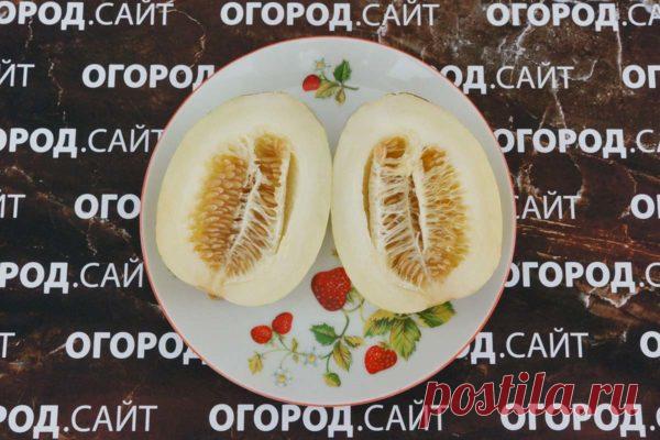 Мини-дыня Мечта Лентяя, семена купить | ОГОРОД.сайт