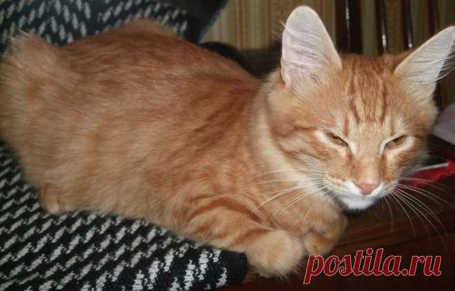 Котик