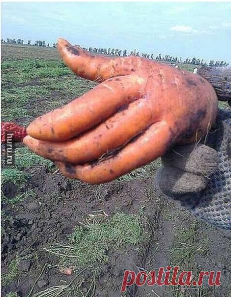 Рабочая Рука