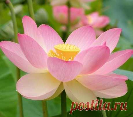 Какие садовые цветы самые популярные?