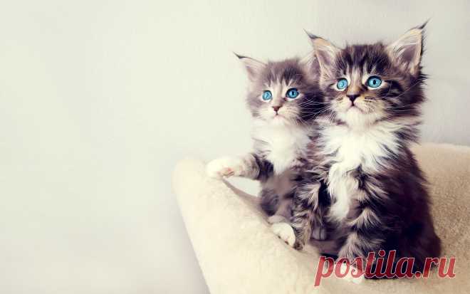Коты.