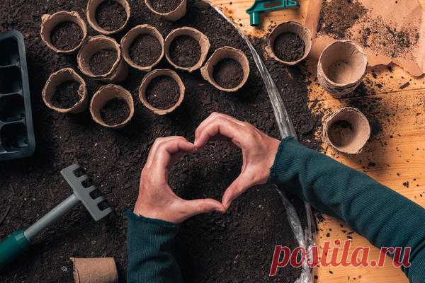 Грунты для рассады: какие советуете покупать, а какие не понравились?