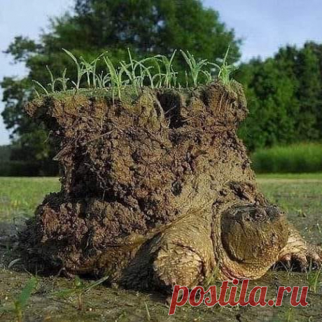Um cágado que acabou de sair da hibernação!  Eles cavam em terreno úmido e passam a maior parte do inverno lá, depois saem assim.