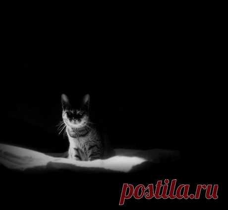 The Mysterious Lives Of Cats Captured In... - 1,000,000 Artists