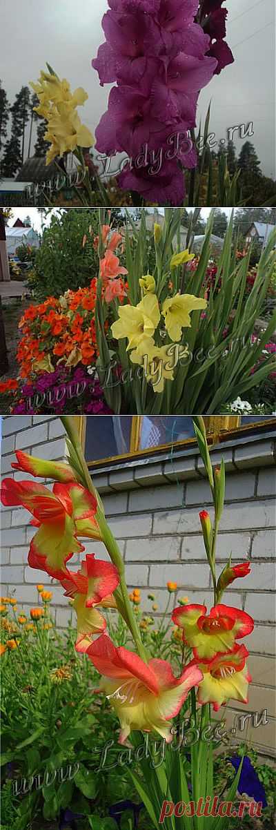 Гладиолус (Gladiolus) - комнатные растения и цветы для сада: выращивание, местоположение, температура, полив, пересаживание, размножение, болезни и вредители