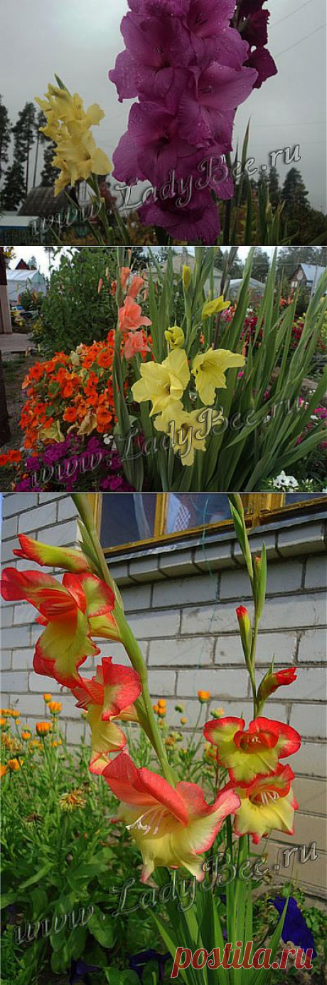 Гладиолус (Gladiolus) - комнатные растения и цветы для сада: выращивание, местоположение, температура, полив, пересаживание, размножение, болезни и вредители
