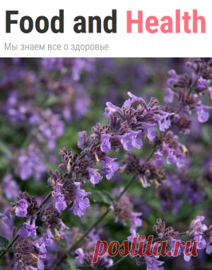 Котовник: полезные свойства и противопоказания | Food and Health