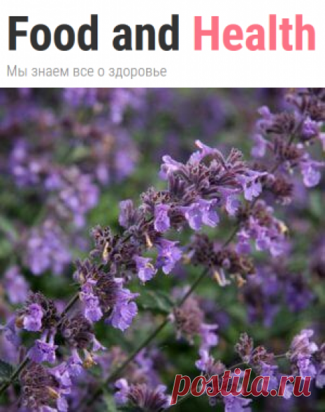 Котовник: полезные свойства и противопоказания | Food and Health