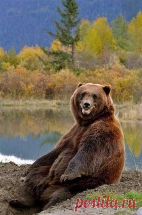 Самый счастливый медведь