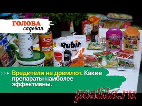 Голова садовая - Вредители не дремлют. Какие препараты наиболее эффективны