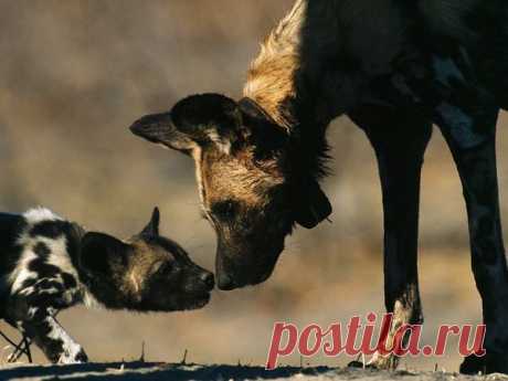 wilddogs - Qwant Search