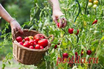 Как вырастить по-настоящему сладкие фрукты и овощи? Все секреты — Ботаничка