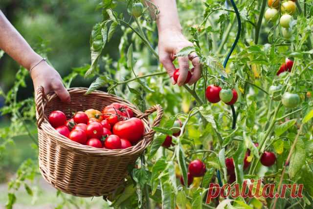 Как вырастить по-настоящему сладкие фрукты и овощи? Все секреты — Ботаничка