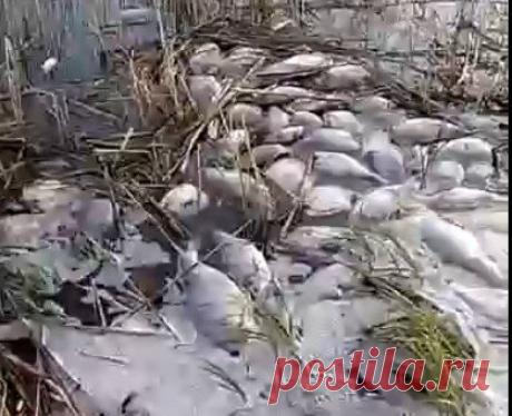 Экологическая катастрофа на нерестилище Камы. Тонны крупной рыбы на берегу и никто не знает причин | ПОДСЛУШАНО СЕКРЕТЫ РЫБОЛОВА | Яндекс Дзен