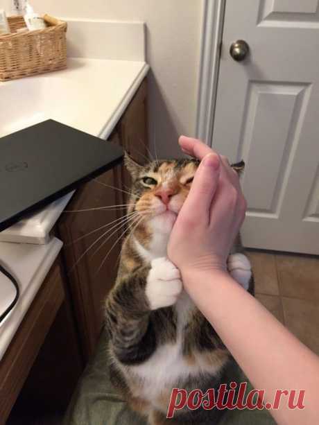 Коты - звери с причудами