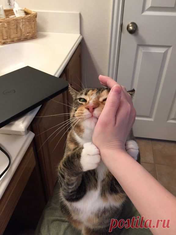 Коты - звери с причудами