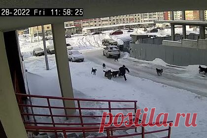 Загрязнение реки птицефабрикой в российском регионе попало на видео. Птицефабрика, которая находится в поселке Мюслюмово в Челябинской области, загрязняет реку Теча останками птиц. На кадрах ролика видно трубу, которая сливает нечистоты мутно-коричневого цвета в реку. Специалисты Минэкологии просеяли с помощью специального мешка воду из стока.