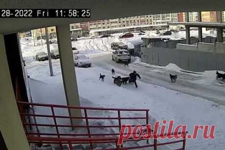 Загрязнение реки птицефабрикой в российском регионе попало на видео. Птицефабрика, которая находится в поселке Мюслюмово в Челябинской области, загрязняет реку Теча останками птиц. На кадрах ролика видно трубу, которая сливает нечистоты мутно-коричневого цвета в реку. Специалисты Минэкологии просеяли с помощью специального мешка воду из стока.