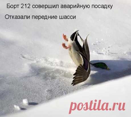 ЗооЛайф (@givot_news) | Твиттер