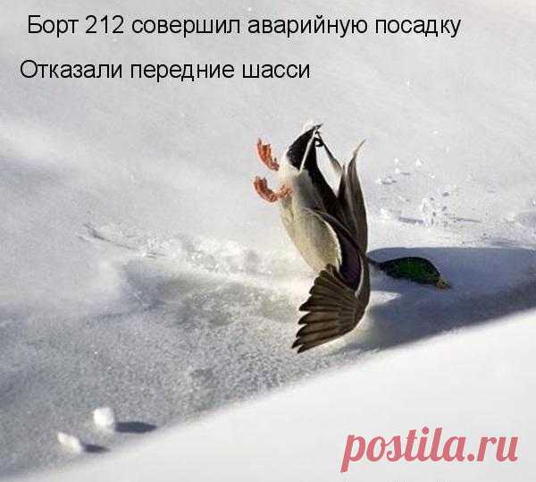 ЗооЛайф (@givot_news) | Твиттер