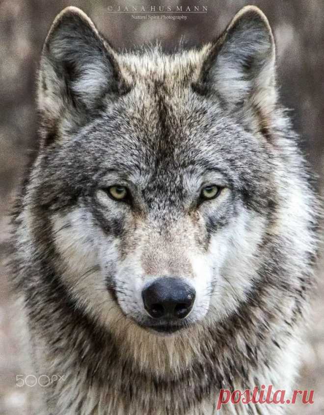 Pin by Vicky Roberts on Animals Одинокий волк, Татуировка волк, Дикие животные в Яндекс.Коллекциях
