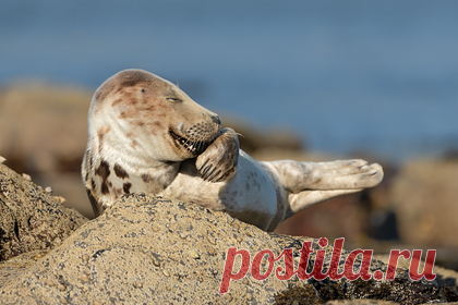 Выбраны самые смешные фотографии диких животных 2021 года. Комитет Comedy Wildlife Photography Awards объявил финалистов конкурса смешных фотографий дикой природы. Всего в финал вышли 42 работы, на которых запечатлены забавные моменты из жизни животных. Среди участников, претендующих на победу, голубь в маске, хихикающий тюлень, танцующие медведи и сердитый скворец.