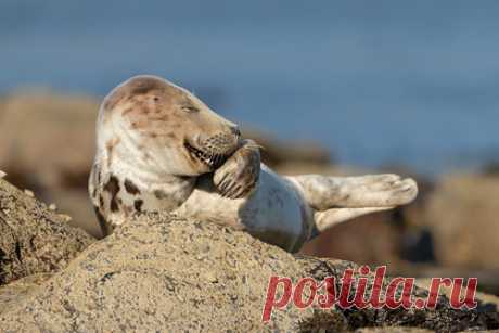 Выбраны самые смешные фотографии диких животных 2021 года. Комитет Comedy Wildlife Photography Awards объявил финалистов конкурса смешных фотографий дикой природы. Всего в финал вышли 42 работы, на которых запечатлены забавные моменты из жизни животных. Среди участников, претендующих на победу, голубь в маске, хихикающий тюлень, танцующие медведи и сердитый скворец.