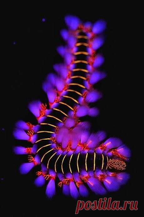 Pinterest
