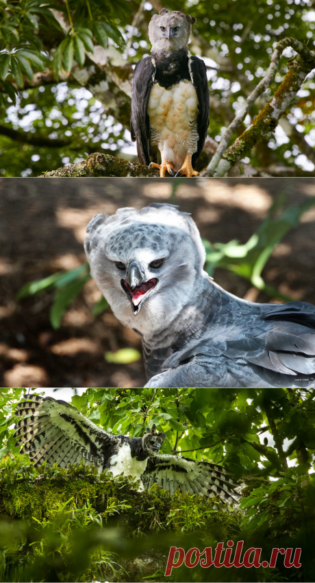 Крупнейшая хищная птица — гарпия большая