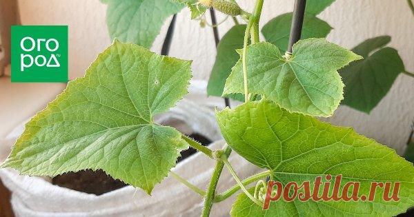 Бледные листья у огурцов: почему так случилось и что надо делать Вы пришли в огород и вдруг обнаружили одну неестественно светлую плеть огурцов, выделяющуюся на фоне всех остальных. Не факт, что во время вашего следующего визита на грядки таких плетей не станет больше, а значит, нужно срочно что-то предпринять. Что именно?