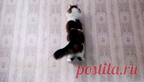 Смешные животные: когда дома скучно. Подборка забавных фото | уДачная жизнь | Яндекс Дзен