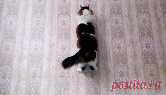 Смешные животные: когда дома скучно. Подборка забавных фото | уДачная жизнь | Яндекс Дзен
