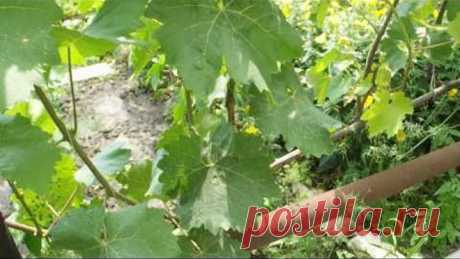 ЗОЛА ЧУДО СРЕДСТВО ОТ ОИДИУМА. МУЧНИСТОЙ РОСЫ НА ВИНОГРАДЕ