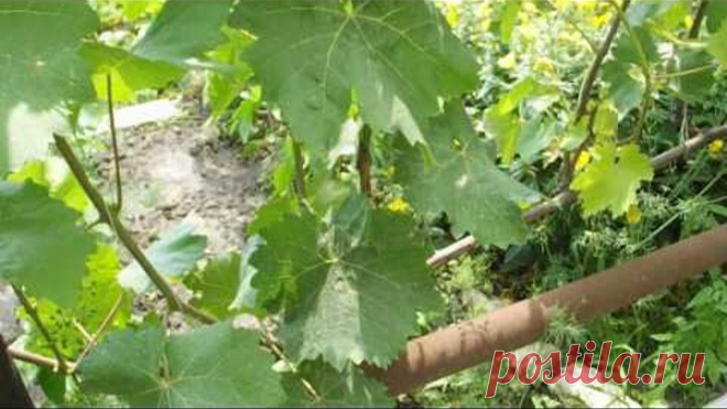 ЗОЛА ЧУДО СРЕДСТВО ОТ ОИДИУМА. МУЧНИСТОЙ РОСЫ НА ВИНОГРАДЕ