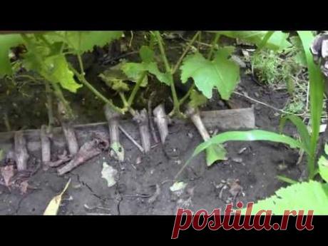 Как вырастить виноград из косточки?