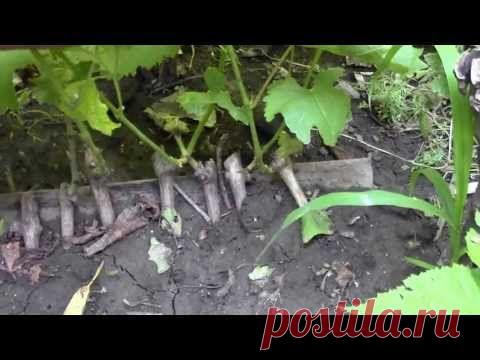 Как вырастить виноград из косточки?