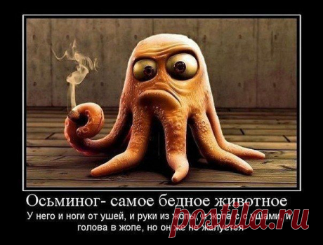 Вблизи пансионата специально обученные кукушки подбадривают пенсионеров | Смехопанорама