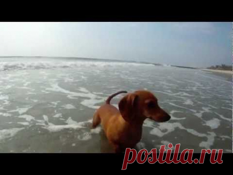 Madeline dachshund puppy with Crab - YouTube
