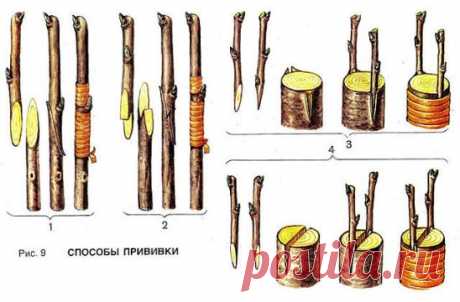 ДЕДОВСКИЙ СПОСОБ ПРИВИВКИ ДЕРЕВЬЕВ ДЛЯ БОЛЬШОГО УРОЖАЯ!
Способ прививки за кору применяют, когда к взрослой или старой яблони хотят привить один или несколько новых (более зимостойких, урожайных или устойчивых к болезням) сортов.
Тогда большинство скелетных (основных) ветвей дерева спиливают на расстоянии от 70 сантиметров до 1 метра от ствола и прививают к ним ветви. При таком способе прививки очень важно оставить две-три скелетные ветви необрезанными, чтобы они "тянули сок", - иначе яблоня,