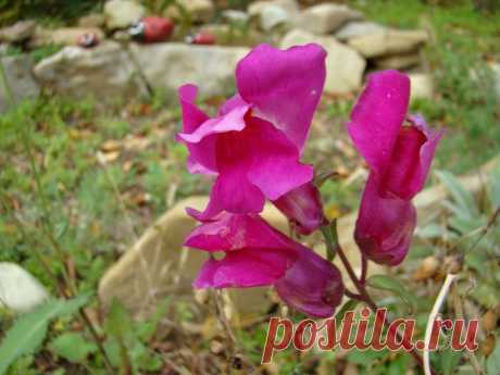 Г.Король♛ — «Львиный зев» на Яндекс.Фотках