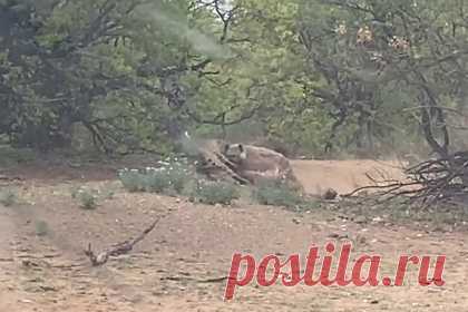Гиена отбила добычу у одноглазого леопарда и попала на видео. В Национальном парке Крюгера в ЮАР гиена отбила антилопу импалу у леопарда на глазах у туристов. Попавший на видео эпизод засняла 42-летняя Шарлин Свонепол, отправившаяся в заповедник вместе с друзьями. Одноглазый леопард набросился из засады на импалу, проходившую мимо зарослей. Вскоре рядом появилась гиена.