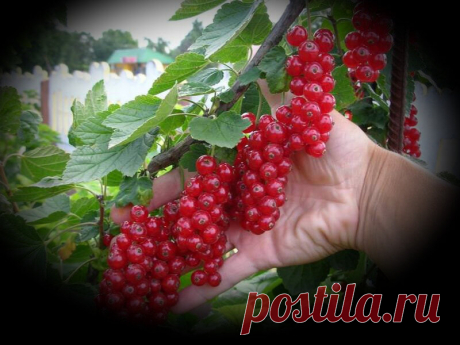 Заставляем плодоносить Куст Смородины, мой метод после которого было получено в 3 раза больше урожая | 6 соток