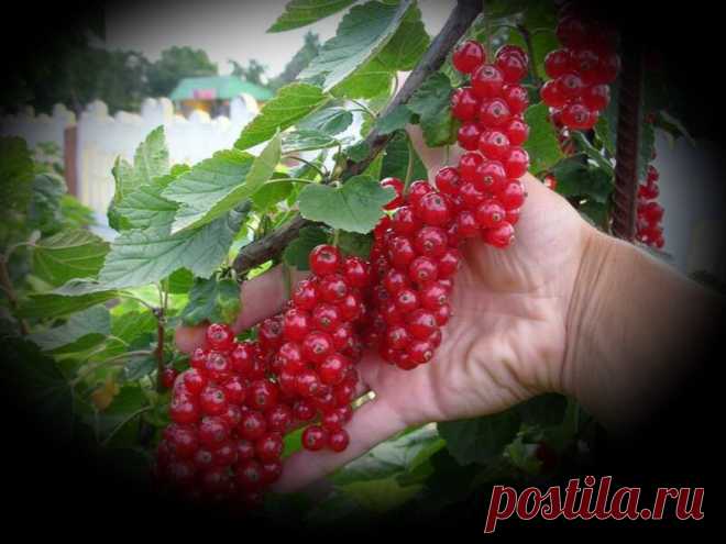 Заставляем плодоносить Куст Смородины, мой метод после которого было получено в 3 раза больше урожая | 6 соток