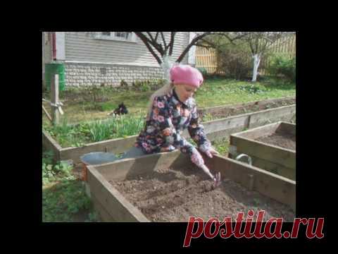 Как вырастить суперукроп почти без зонтиков