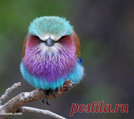 WOA Animal – Google+