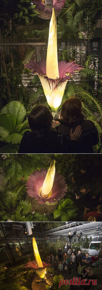 О том, как распустился самый большой в мире цветок (5 фото)