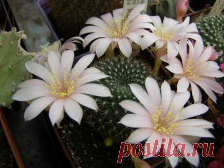 Кактус - форум -&gt; Галерея -&gt; Просмотр изображения -&gt; Rebutia_kariusiana